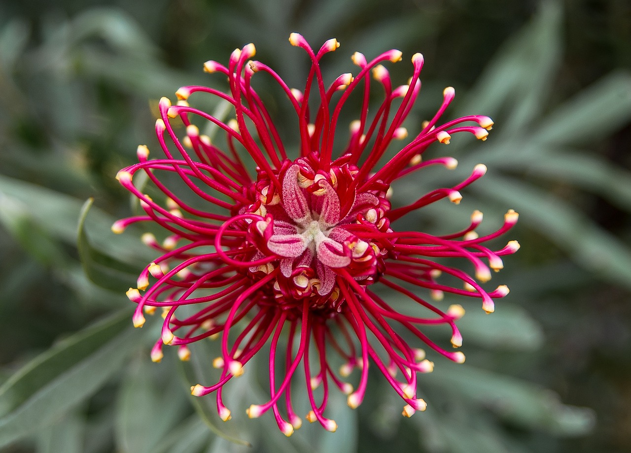Kleurrijke veldbloemen trekken bijen in tuin aan.