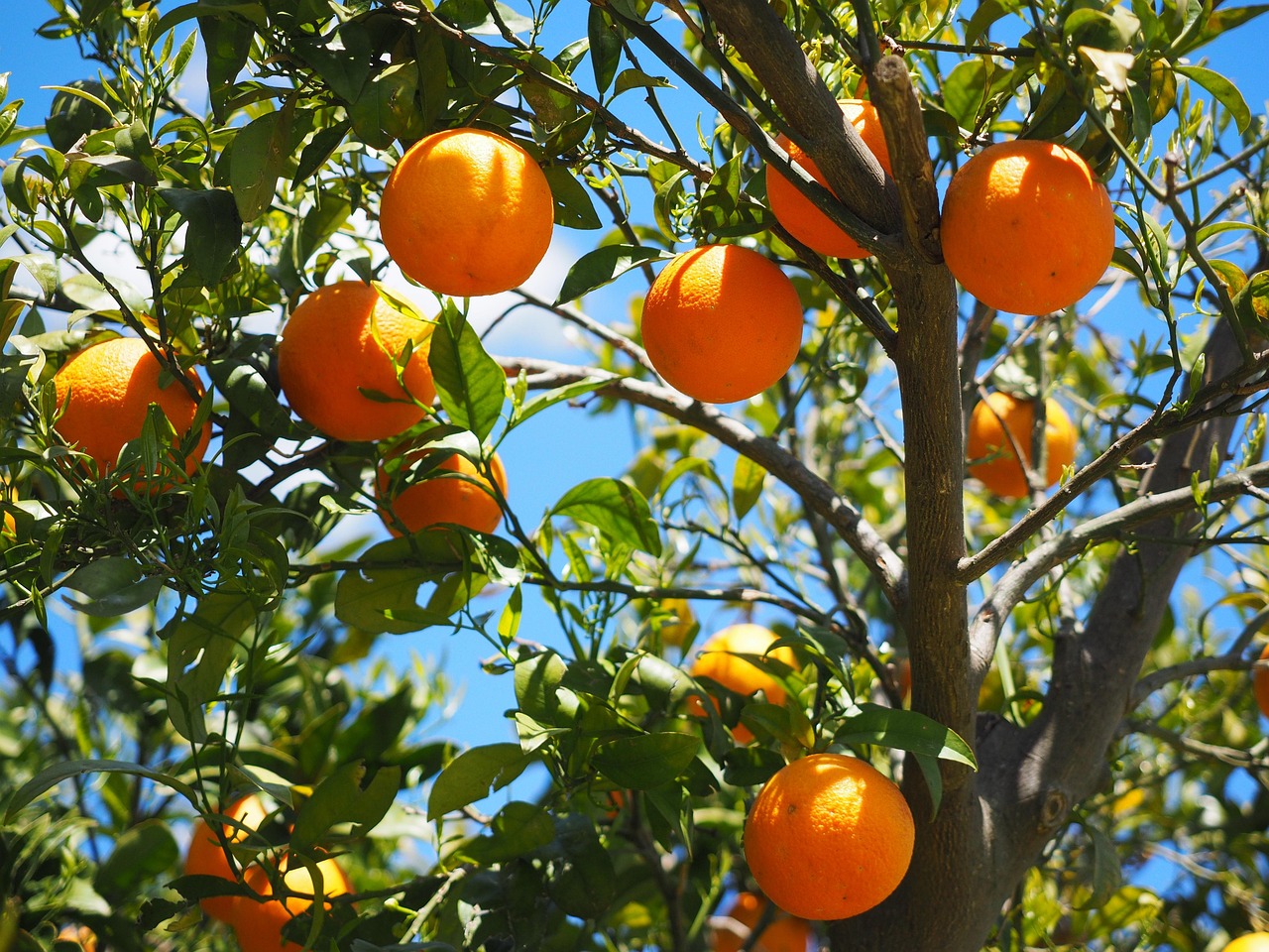 Een kom met verse citrusvruchten in keuken. Een kom met verse citrusvruchten in keuken.